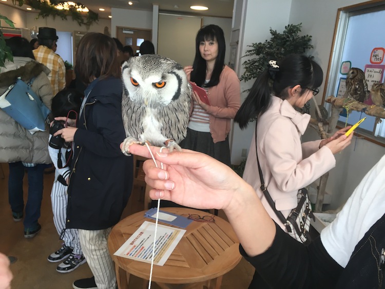 Visit Nagoya, a lovely cafe with close access to owls!