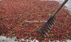 Description of coffee bean flavor, taste and aroma in AA TARIME region, Tanzania