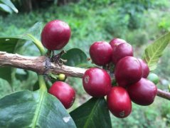 Description of the flavor, taste and aroma of micro batches of coffee at the Vista Manor in Colombia.