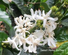 Description of flavor and aroma of Ethiopian Coffee Coffee after first-class washing in Ethiopia