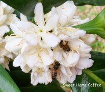 Description of Coffee Flavor and Flavor of Chirimahiga Cooperative in AA Neri District, Kenya