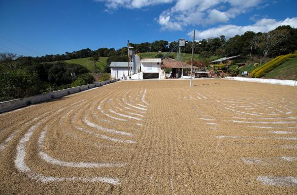 A century-old coffee inheritance of a Brazilian family-- Saydang Manor in Brazil