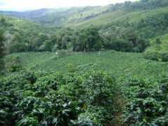 Description of flavor and flavor of washed coffee beans in Panama-Yavesa Manor