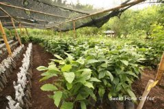 Ethiopia-description of Coffee Flavor and Flavor of Solar Ancient Books