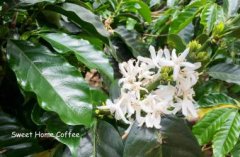 Description of Coffee Flavor and Taste aroma of Kadulili Cooperative in AA Neri, Kenya