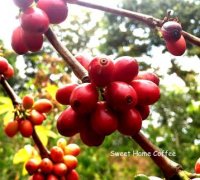 Complex fruit aroma description of coffee flavor and aroma of AB Karo Cooperative in Kenya