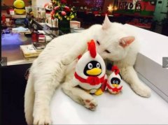 Tencent has a Meow employee who works as a coffee shop manager in Beijing.