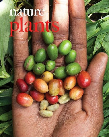 According to the coffee producing area of Panama, Bogut of Panama has the most unique coffee butterfly in the world.