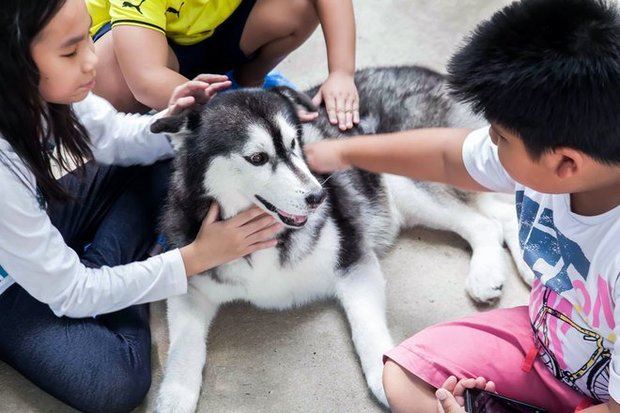 What a big heart! Dare to open a Husky Cafe! It hasn't been torn down yet?