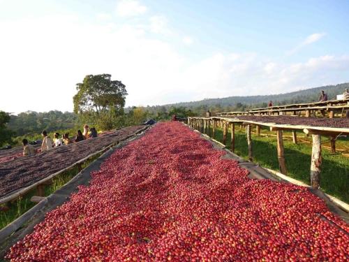 Flavor characteristics of fermented coffee in Honduran wine barrel and coffee beans in San Jose, Colombia