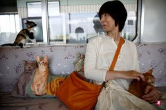 Rescue stray cat day train turns into cat cafe