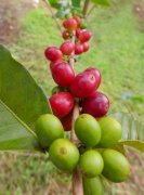 Coffee trees in Yangmingshan 