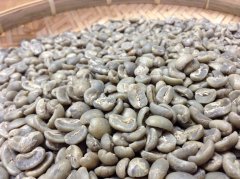 Guatemala Capetillo Estate Pacamara Coffee Flavor Taste Aroma Description