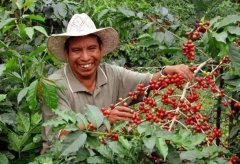 Description of coffee flavor and flavor of Rosalio Flower Manor in Koban, Guatemala