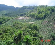 Guatemala Vivetnam Cherry Garden Rainforest Alliance Certified Coffee Flavor Taste Aroma Description