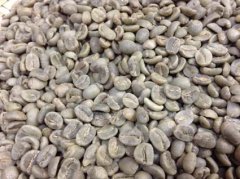 Guatemala Copan cuckoo Quetzal rainforest union certified coffee flavor taste aroma description