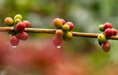Guatemala La Vuelta Obscura Dark Bend Manor Honey treatment Coffee Bean Flavor and Taste description