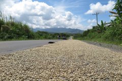 Sumatra Aceh Plateau Village Plan Gayo Jiayou District Xingxing Town Coffee Flavor and Taste