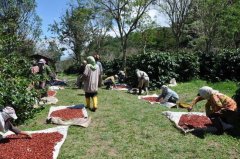 Description of coffee flavor and flavor in Indonesia Sulawesi Tonaga Toraja Foguo Manor