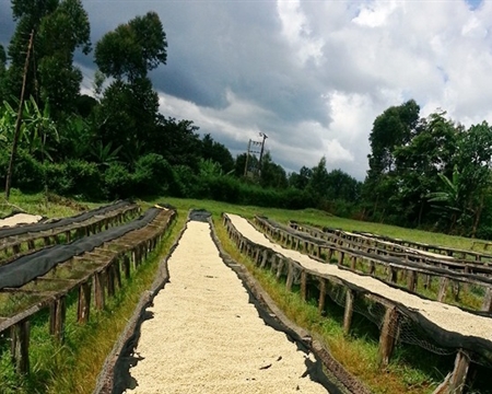 General situation of Variety planting region, Harvest season and Geography in Coffee Bean producing area of Colombia