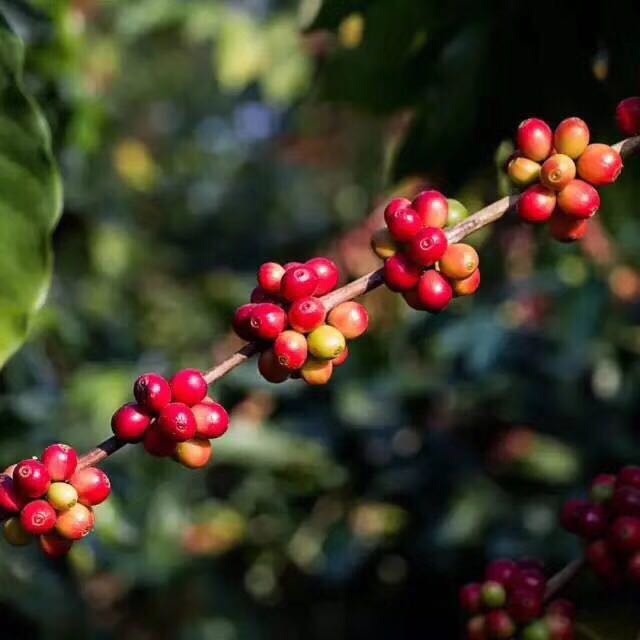 Growing bourbon pointed coffee on Reunion Island is a variety of gourmet Arabica coffee.