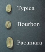 Introduction to the Origin and Award-winning of artificial Coffee Variety Pacamara Pacamara