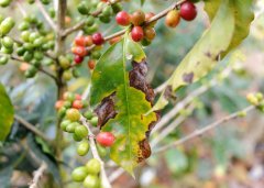 Boutique Coffee Map | know Ethiopia's ECX-DST system