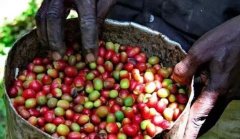 Birthplace of Coffee | know the raw beans of Ethiopia