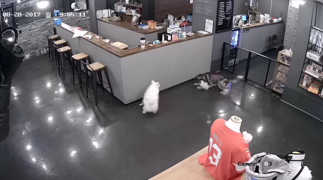 Murder in Seoul Dog Cafe Husky killed the puppy by locking his throat