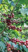 Introduction to the Flavor description of Coffee Variety cultivation in Santa Elena Manor in El Salvador