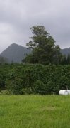 Introduction to the Flavor description of Coffee growing in Hawaii Cafe Hawaii Ka'u producing area