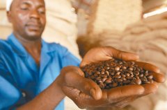 Congo Fine Coffee-- A promising Future Star