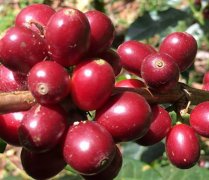 With the climate warming, coffee is facing the double threat of the loss of arable land and the reduction of bees.