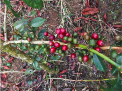 Description of raw bean flavor and aroma of washed fine coffee by geisha in Tobush Manor, Costa Rica