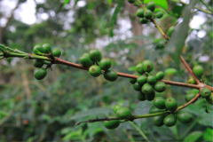 Description of the flavor, taste and aroma of bourbon coffee beans in El Salvador's Santa Elena Manor.