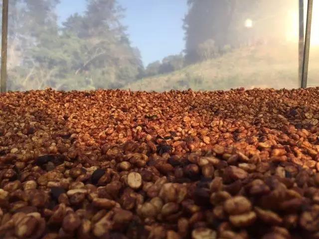 Costa Rica West Valley Tea Pomelo Estate Black Honey Bourbon