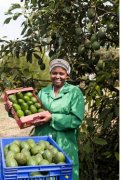 Africa will plant avocados instead of coffee beans