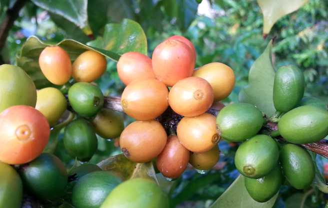 A brief introduction to the flavor of coffee beans in Central and South America