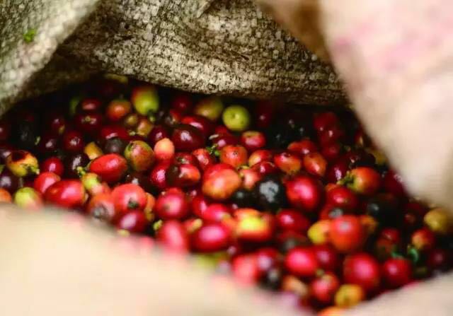 The characteristics of Antigua coffee in Guatemala, the flavor and characteristics of Guatemala.