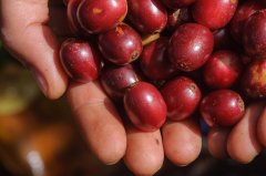 What are the flavor and taste characteristics of Yejia Xuefei red cherry coffee beans? Introduction to Red Cherry Project Coffee