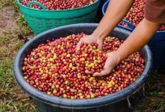 Ethiopia's pride-Yegashefi coffee has a wide variety, rich flavor and charming aroma.