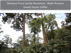 Panama Lerida Manor PACAMARA Washed PACAMARA Coffee Flavor Taste Aroma Description