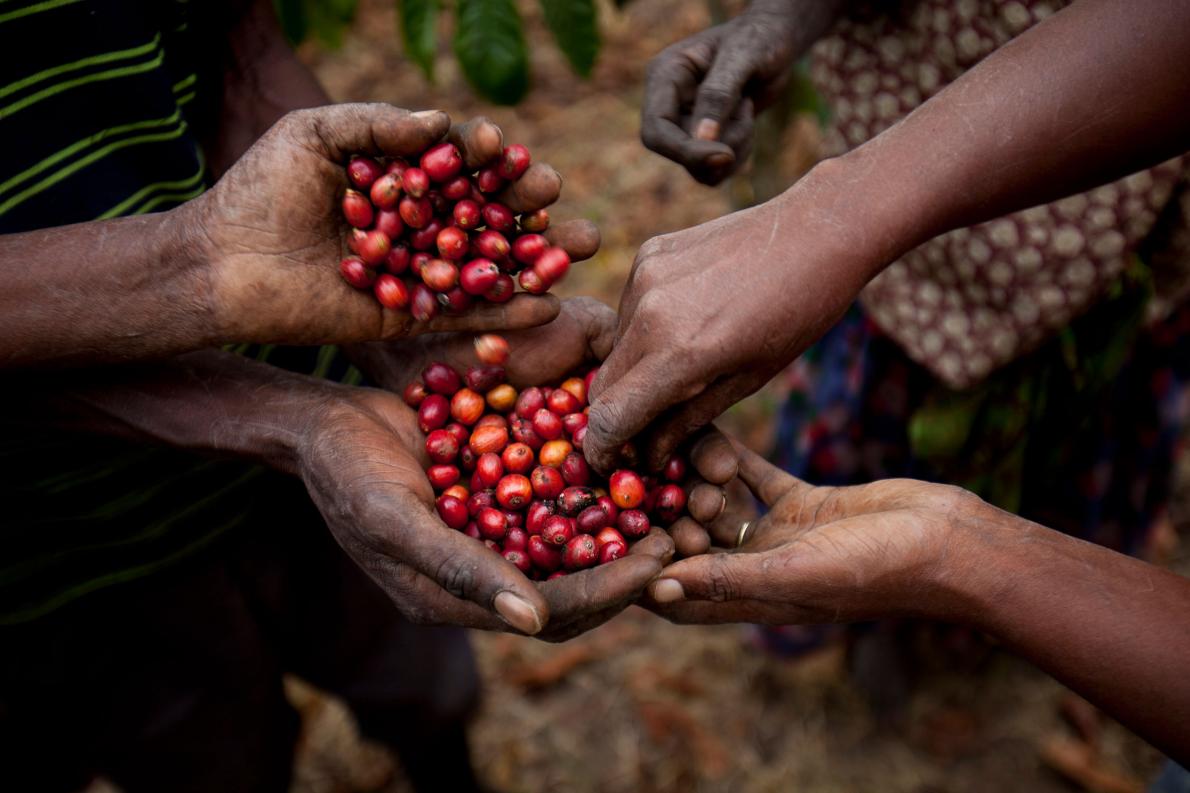The story of coffee producing areas | where will the small coffee farmers in Uganda go when the coffee crisis is coming?