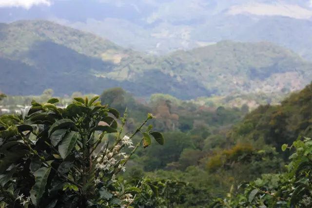 Panamanian Pokuit butterfly, having a rose pedigree and a distinct rose flavor.