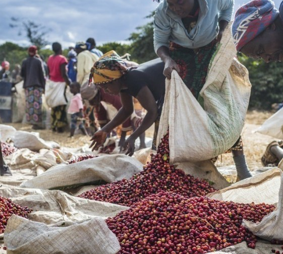 What is the Ethiopian Red Cherry Project? Altland Manor in the sun Yega Chuefei