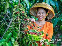 Hainan Meteorite Ridge Coffee planting Professional Cooperative (photo)