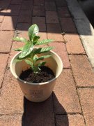 How do the plants in the coffee shop fertilize the coffee grounds and grow flowers?