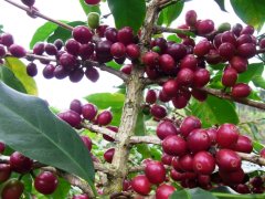 Ethiopia Sunburn Ye Jia Xue Fei G1 Kong Jia Cooperative Coffee Bean Flavor Taste Aroma Description