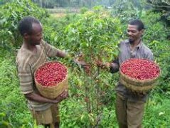 Description of Coffee Flavor and aroma in Humbela Town, G1 Valley, Sidamo, Ethiopia