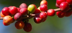 Introduction of LOT6 Coffee in Xilinga Village, Xilinga Town, Jinlena Amba Town, G1, Yega Sheffield, Ethiopia